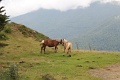 (114) Sur la route d'Iraty